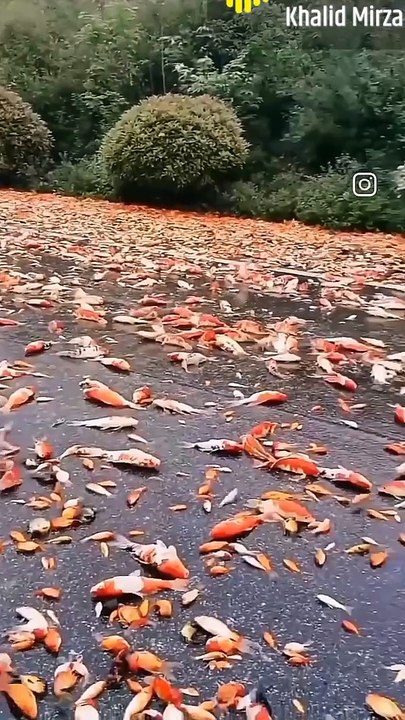 FISHES,,,There are much fishes on the road with out water,these fishes are deferent color