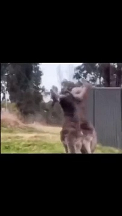 Funny and cute animal video 01.