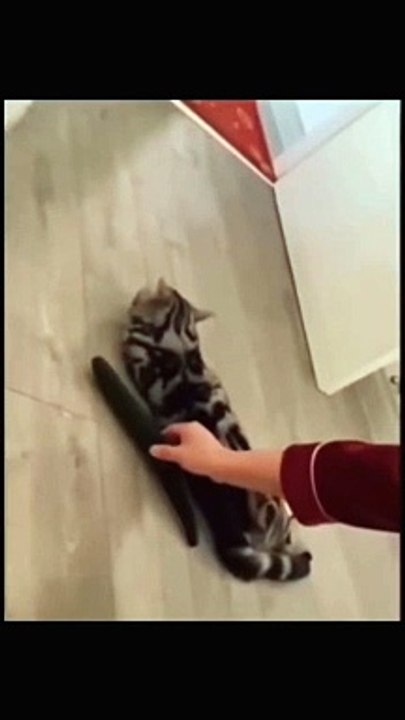 Funny and cute animal video 02.