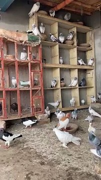 #trending #usa #viral #shortvideo #baby #pet #animals #birds #pigeon #pigeonlove #danish #magpies