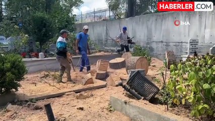 Sarıyer'de çürüyen ağaç yola devrildi