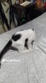 El #Gato Pernanca jugando en la cama  #Felino Travieso y #bonito #peludo #animales #mascotas  #cat