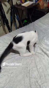 El #Gato Pernanca jugando en la cama #Felino Travieso y #bonito #peludo #animales #mascotas #cat