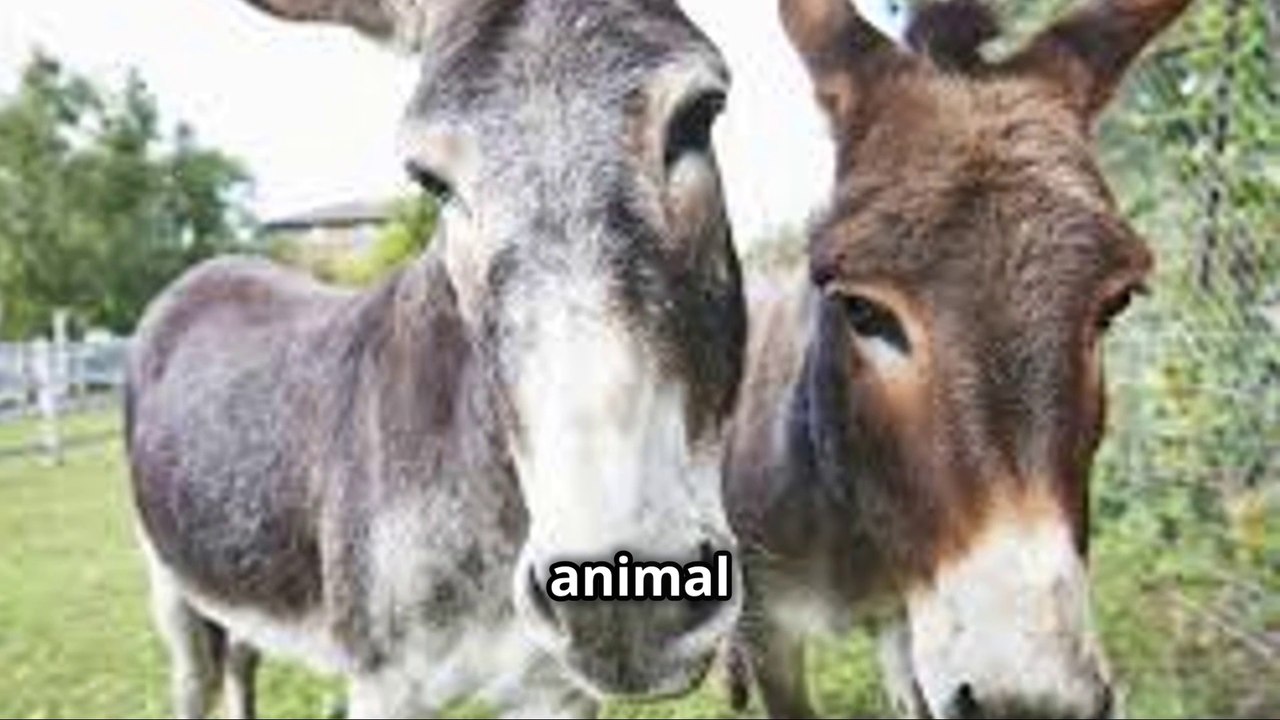 "Donkeys vs Mules - What's The Difference Really ?"