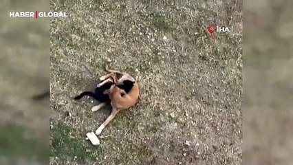 Sakarya'da kedi ve köpeğin dostluğunu görenler şaşırıyor: "Her gün böyle sarılarak uyuyorlar"