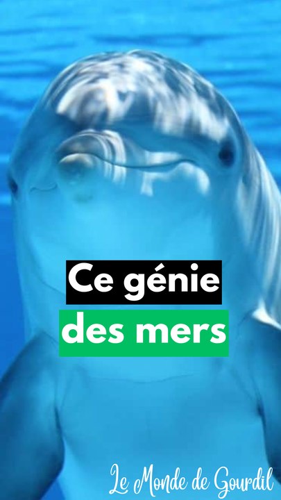 Le grand dauphin chasse !