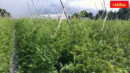 semi hydroponic watermelon growing - culture semi-hydroponique de pastèque - Cultivo de sandía semihidropónico -  半水耕栽培スイカ - अर्द्ध हाइड्रोपोनिक तरबूज उगाना -  زراعة البطيخ شبه المائية -