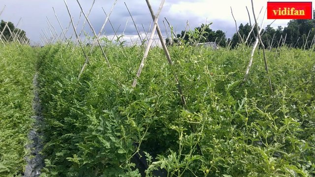 semi hydroponic watermelon growing - culture semi-hydroponique de pastèque - Cultivo de sandía semihidropónico - 半水耕栽培スイカ - अर्द्ध हाइड्रोपोनिक तरबूज उगाना - زراعة البطيخ شبه المائية -