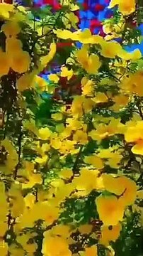 BIRDS ON THE TREES,,,Here is a colorful birds on the trees