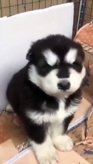 Baby Husky Howling Cute
