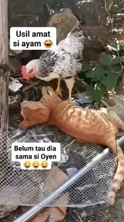 Funny cats #foru