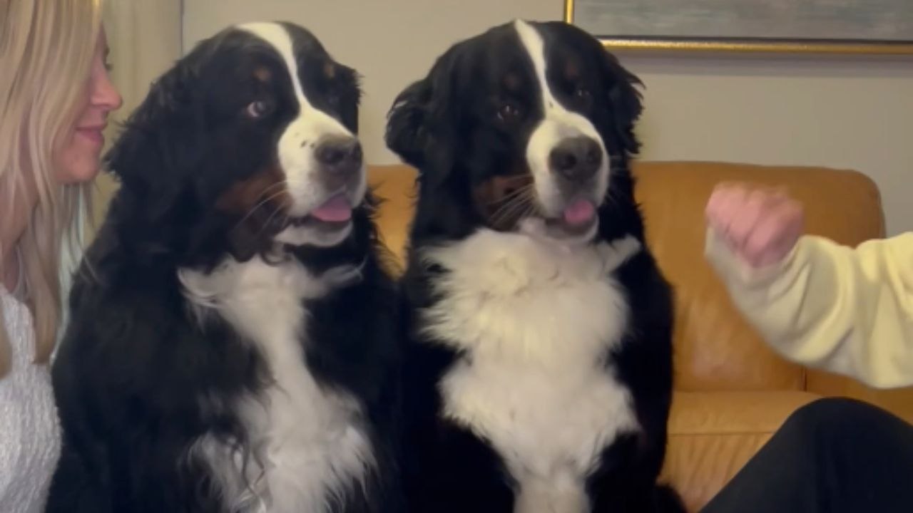 Paws on top: Playful dogs compete with girls in a hands-in game