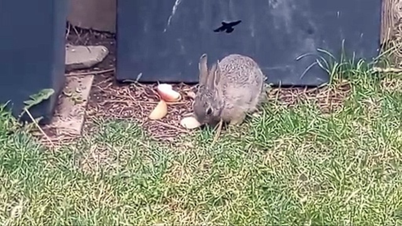 Baby Bunny Comes To Visit - Robin's Hunting Worms