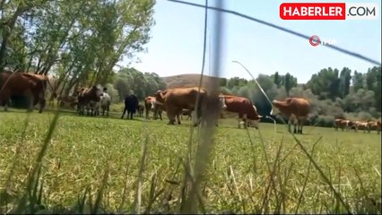 Bozkırın minik çobanları; biri polis diğeri sanayide usta olmak istiyor