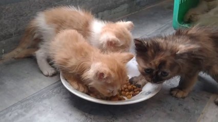 Orphan Kitten Eating Cat Food For The First Time And Nursing Mom Cat Looking Relax