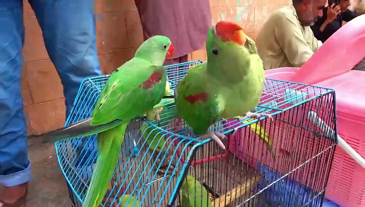 Lalukhet Sunday Birds Market Updates July-3-2022