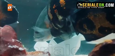 Trego Ti Deti i Zi - 50 , 3 Sen Anlat Karadeniz