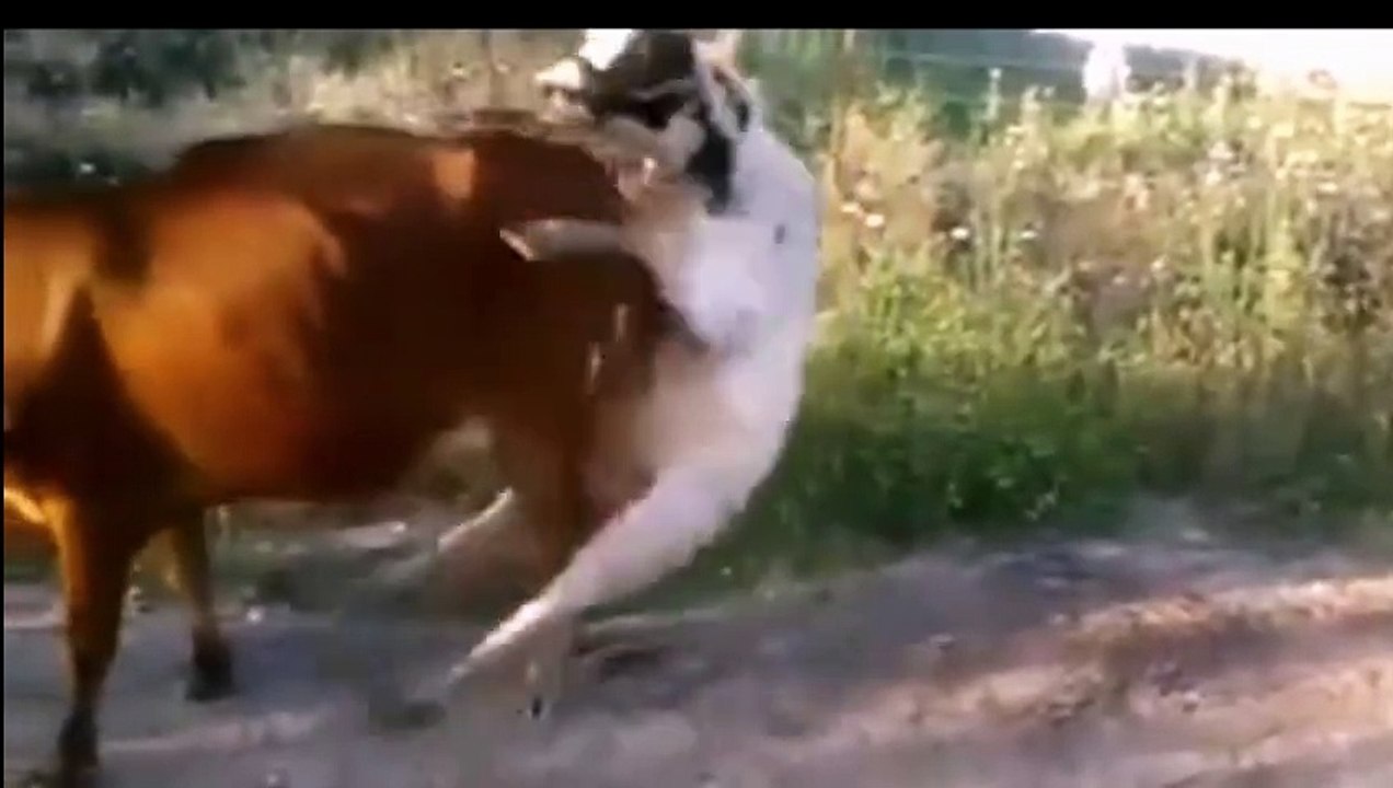 Cow Funny Sex ... Try not to Laugh