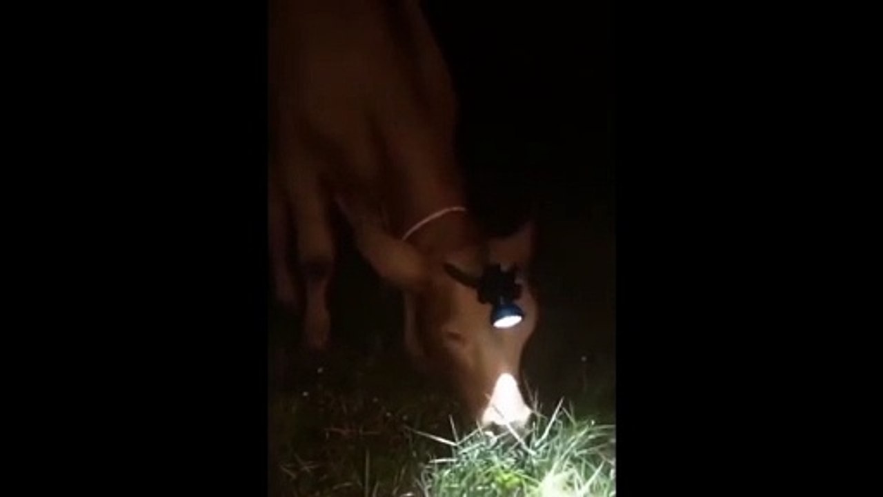 Cow With New Technology ... TRY NOT TO LAUGH