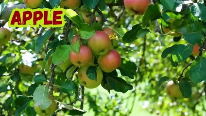 FRUITS SONG _ Learn Fruits Names For Kids _ Learning Videos for kids _ nurse_HD