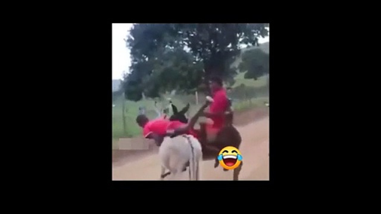 Funny Donkey Sex ...Africa