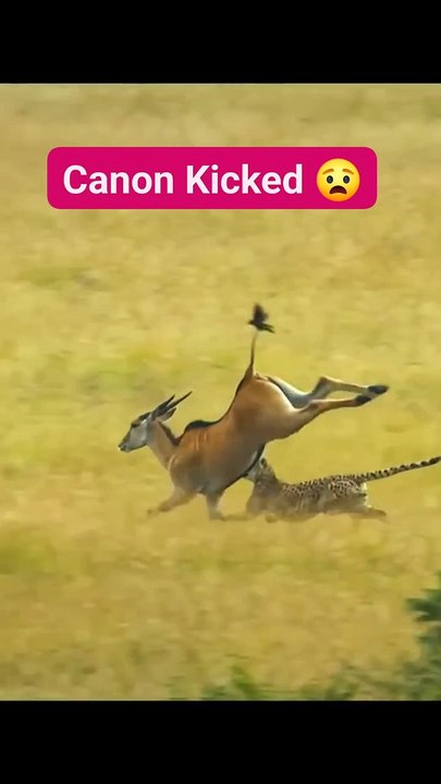 Deer vs cheetah
