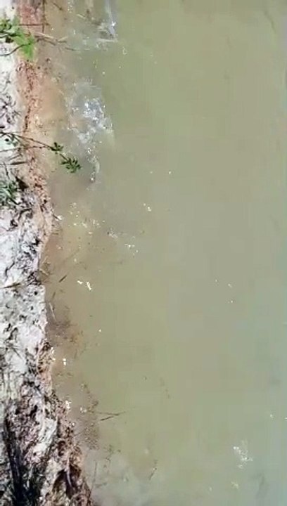 CRIAÇÃO DE PEIXES -TAMBATINGA