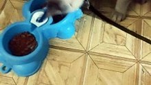 My Cat bz eating cat food..