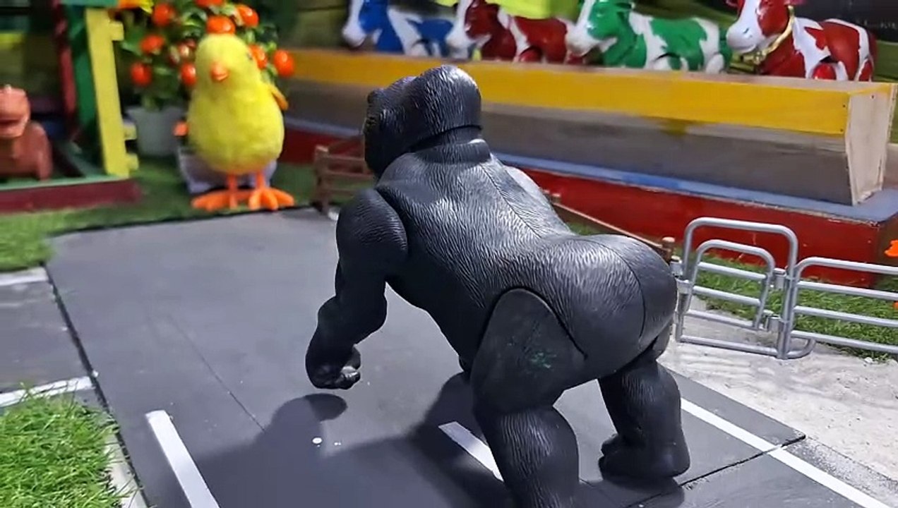 Lucu kingkong unik