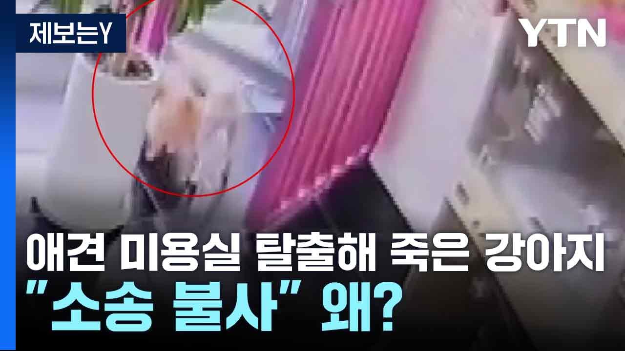 [제보는Y] 애견 미용실 탈출해 죽은 강아지..."소송 불사" 왜? / YTN