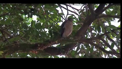 Gavião Surpreende na Porta de Escola em Maceió 🦅