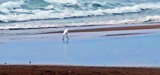 AKLİMAN SAHİLİNİ MESKEN  TUTTU!