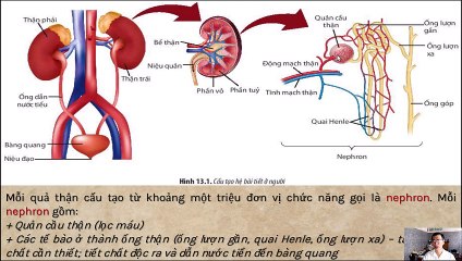 Sinh 11  - Bài 13 Bài tiết và cân bằng nội môi