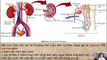 Sinh 11  - Bài 13 Bài tiết và cân bằng nội môi