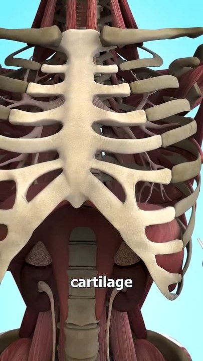 Growing An Ear In Your Arm How A Bear Trap Works  #facts #sciencefacts Hidden Tooth Compartments Explained  #USA #Canada #Germany #Viral #Trending #Famous