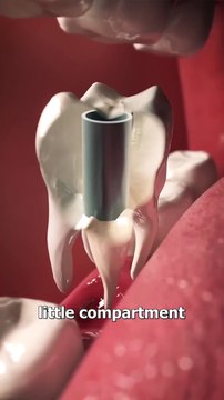 Hidden Tooth Compartments Explained #USA #Canada #Germany #Viral #Trending #Famous