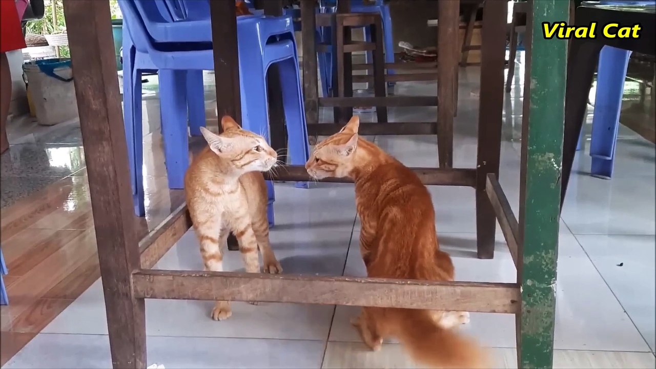 Funny cats