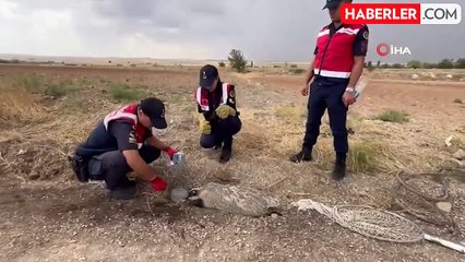 Türkiye'de nadir görülüyordu, yaralı halde bulundu