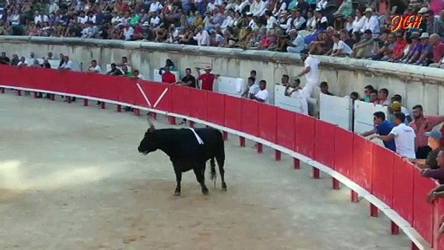 Arènes de NIMES 22 Août 2024 3iè Taureau manade Cuillé Néron