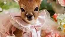 Baby Fawn