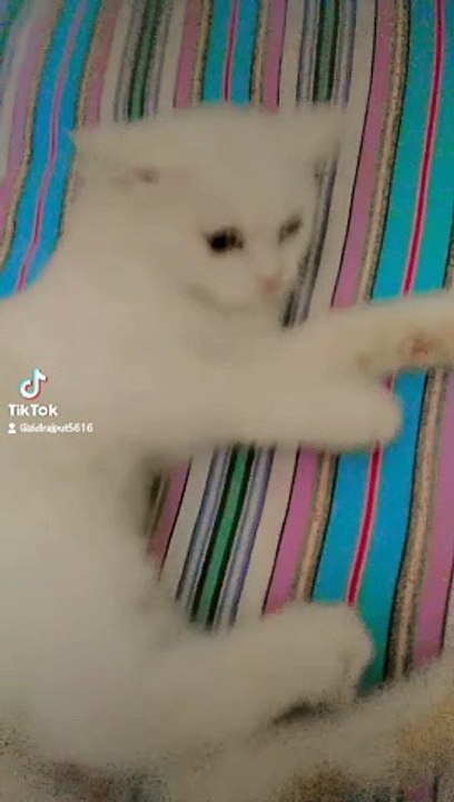 Cat lover