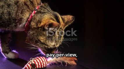 10 Minutes of Pure Cat Comedy Non-Stop Laughs!