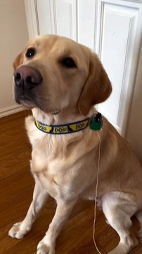 Doctor.Stetson Reporting For Duty He Helped Us With A Huge Milestone Pulling Out Our First Tooth....!!