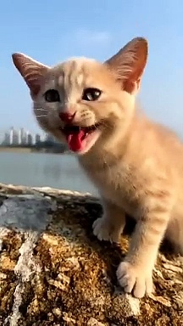 ⁣cat video ! cat voice ! cat sound ! cat meowing