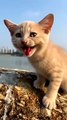 cat video ! cat voice ! cat sound ! cat meowing