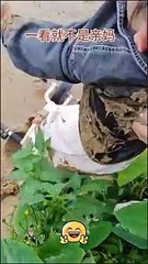 Best funny video on Dailymotion #dailymotion