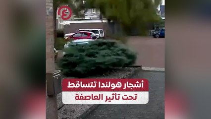 أشجار هولندا تتساقط تحت تأثير العاصفة