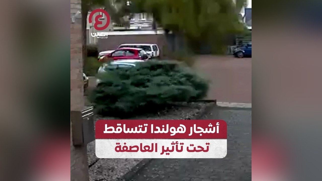 أشجار هولندا تتساقط تحت تأثير العاصفة