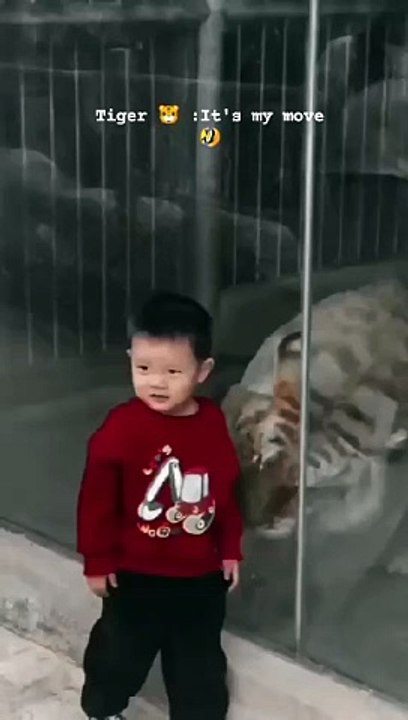 FUNNY Cute cat