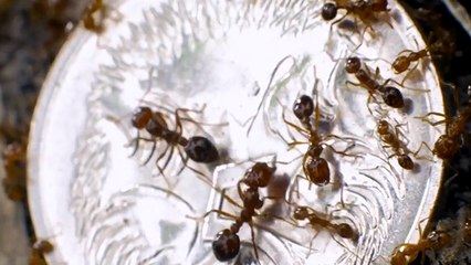 Counting the cost: fire ants in Australia | Queensland Country Life